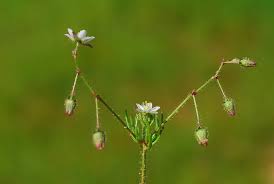 Attēlu rezultāti vaicājumam “Spergula arvensis”