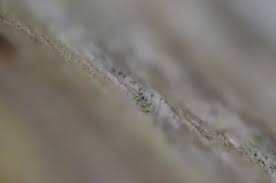 Attēlu rezultāti vaicājumam “Chaenotheca phaeocephala”