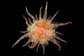 Attēlu rezultāti vaicājumam “Carex appropinquata fruit”