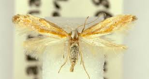 Attēlu rezultāti vaicājumam “Argyresthiidae”