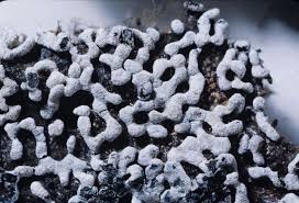 Attēlu rezultāti vaicājumam “Physarum bitectum”