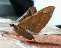 Attēlu rezultāti vaicājumam “Scotopteryx chenopodiata”