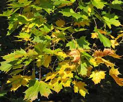 Attēlu rezultāti vaicājumam “Acer platanoides”