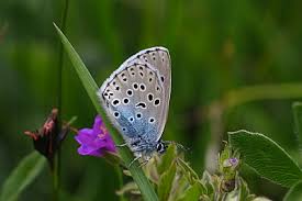 Attēlu rezultāti vaicājumam “Phengaris arion underside”