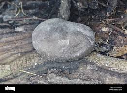 Attēlu rezultāti vaicājumam “Lycogala flavofuscum sessile”