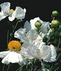 Image result for Romneya coulteri