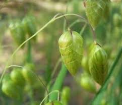 Attēlu rezultāti vaicājumam “Briza media fruit”