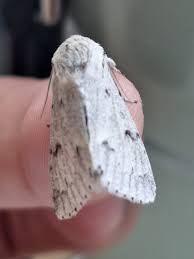 Attēlu rezultāti vaicājumam “Acronicta leporina”