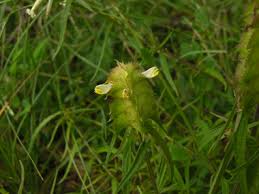 Attēlu rezultāti vaicājumam “Melampyrum cristatum flower”
