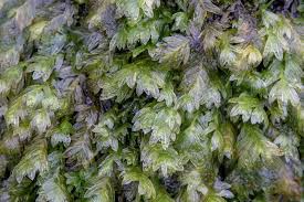 Attēlu rezultāti vaicājumam “Fissidens bryoides sporophyte”