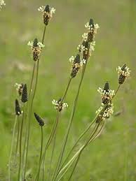 Attēlu rezultāti vaicājumam “Plantago lanceolata leaf”