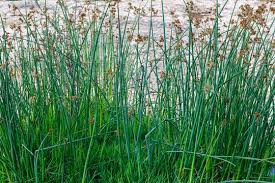 Attēlu rezultāti vaicājumam “Schoenoplectus lacustris subsp. glaucus bud”