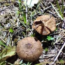 Attēlu rezultāti vaicājumam “Inocybe lanuginosa”