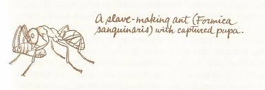 Attēlu rezultāti vaicājumam “Formica rufa pupa”