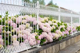 Attēlu rezultāti vaicājumam “Hydrangea”
