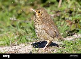 Attēlu rezultāti vaicājumam “Turdus philomelos juvenile”