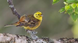 Attēlu rezultāti vaicājumam “Emberiza citrinella adult”