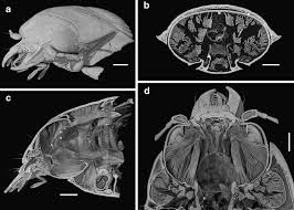 Attēlu rezultāti vaicājumam “Omophron limbatum”