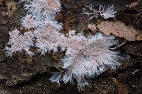 Attēlu rezultāti vaicājumam “Steccherinum fimbriatum”