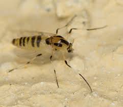 Attēlu rezultāti vaicājumam “Cricotopus”