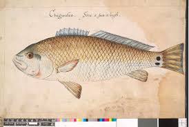 Image result for Sciaenops ocellatus