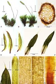 Attēlu rezultāti vaicājumam “Encalypta”
