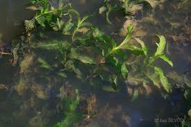 Attēlu rezultāti vaicājumam “Potamogeton praelongus leaf”