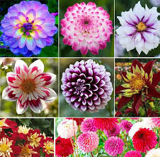 Image result for Dahlia x pinnata `Pompon Lilliput`