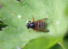 Attēlu rezultāti vaicājumam “Sericomyia lappona”