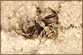 Attēlu rezultāti vaicājumam “Xysticus cristatus”