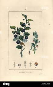 Attēlu rezultāti vaicājumam “Vaccinium myrtillus leaf”