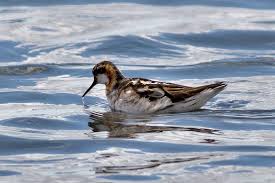 Attēlu rezultāti vaicājumam “Phalaropus lobatus”