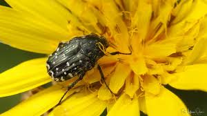 Attēlu rezultāti vaicājumam “Oxythyrea funesta imago”