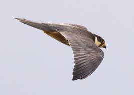 Attēlu rezultāti vaicājumam “Falco subbuteo”