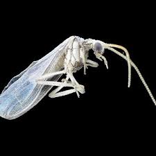 Attēlu rezultāti vaicājumam “Coniopterygidae”