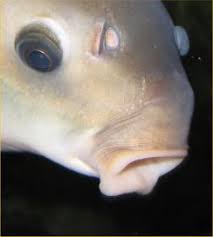 Image result for Ictiobus bubalus