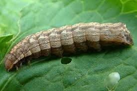 Attēlu rezultāti vaicājumam “Dypterygia scabriuscula”