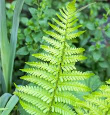 Attēlu rezultāti vaicājumam “Dryopteris affinis”