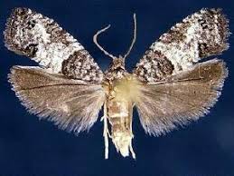 Attēlu rezultāti vaicājumam “Spilonota ocellana”