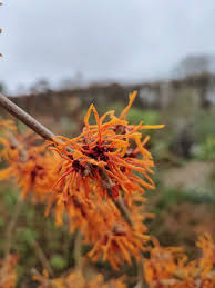 Attēlu rezultāti vaicājumam “Hamamelis mollis flower”