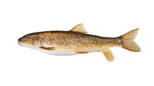 Image result for Catostomus commersonii