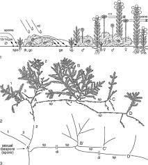 Attēlu rezultāti vaicājumam “Tortula truncata sporophyte”