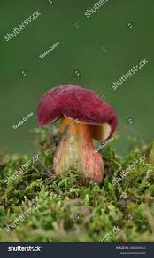 Attēlu rezultāti vaicājumam “Xerocomus rubellus”