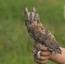 Image result for Otus scops
