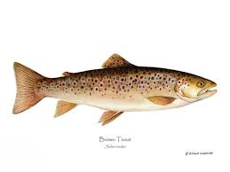 Image result for Salmo trutta trutta
