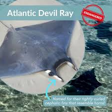 Image result for Mobula hypostoma