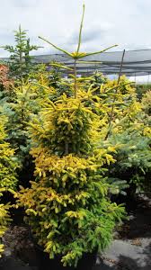 Attēlu rezultāti vaicājumam “Picea orientalis”