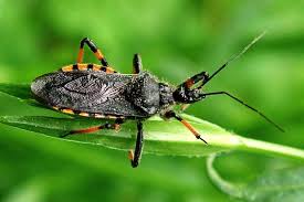 Attēlu rezultāti vaicājumam “Rhynocoris annulatus”