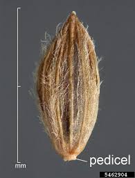 Attēlu rezultāti vaicājumam “Digitaria ischaemum”