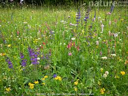 Attēlu rezultāti vaicājumam “Onobrychis arenaria flower”